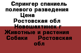 Спрингер спаниель полевого разведения › Цена ­ 50 000 - Ростовская обл., Новошахтинск г. Животные и растения » Собаки   . Ростовская обл.